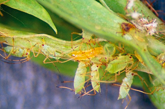 Leisa Control Biol Gico De Plagas En El Campo Mexicano