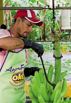 El aumento en la demanda de bananas puede traer beneficios, y también desafíos, a los productores de fruta en El Guabo, Ecuador / Foto: R. van den Bergh