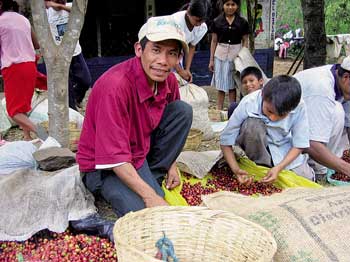 Julio César Rumaldo, miembro de la cooperativa La Concordia, Tacuba, El Salvador, escogiendo granos de café de su cosecha / Foto: Annie Shattuck