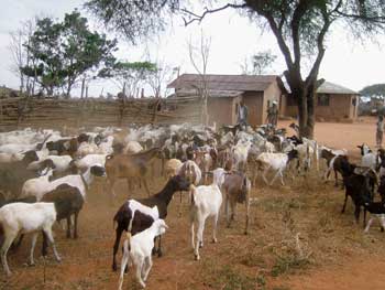 Mientras que muchos hogares de Tanzania tienen una o dos cabras, algunos agricultores han hecho de la crianza de cabras un pequeño negocio, y crían con éxito estos animales para vender los más jóvenes, o sus carnes, en los mercados locales / Foto: Rik Thijssen