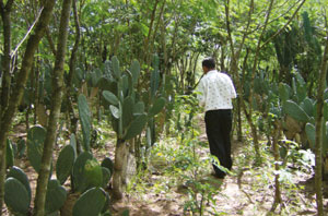 Luiz de Souza en el área de cultivo de palma intercalado con otras especies / Foto: Adriana Galvão