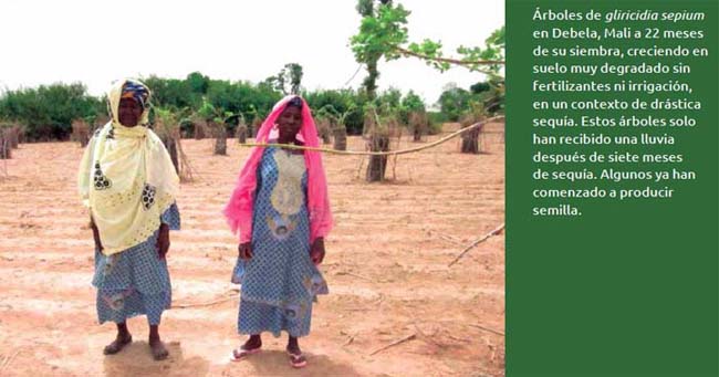 Árboles de gliricidia sepium en Debela, Mali a 22 meses de su siembra,
