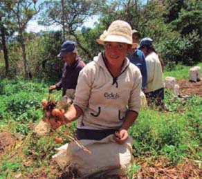 Agricultores de Pacaipampa en la cosecha de papa producida con semilla sexual. Fidel Torres Guevara