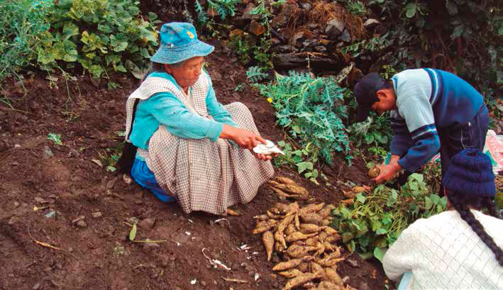 La ajipa y su valorado contenido nutricional es parte de la alimentación de las familias rurales. Comunidad de Lloja, departamento de La Paz, Bolivia. J. P. Rodríguez