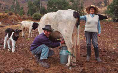 Andrés Muñoz, ganadero de la comunidad de Marachanca, y María Isabel Quiroz, líder fundadora de Vacas Felices. Archivo Vacas Felices