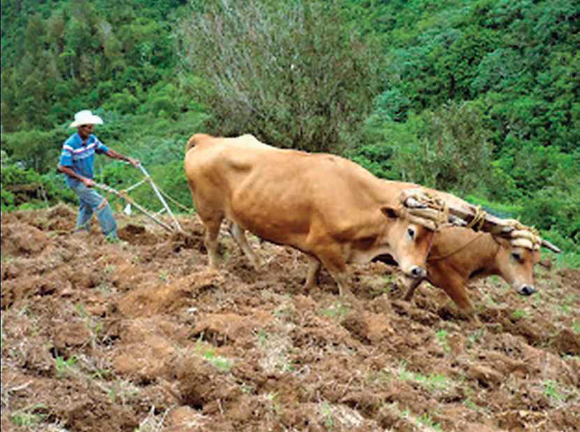 Foto 2. Sembradora directa con tracción animal. Knapik Ltda , Santa Catarina, Brasil