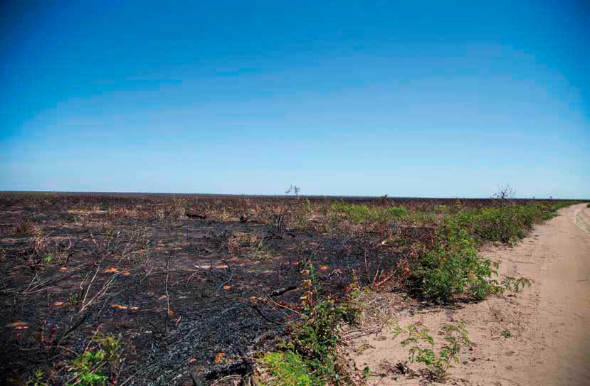 El Cerrado es uno de los biomas más biodiversos de la Tierra. Sin embargo, el establecimiento de grandes plantaciones de soja no deja más que destrucción. Rosilene Miliotti/FASE