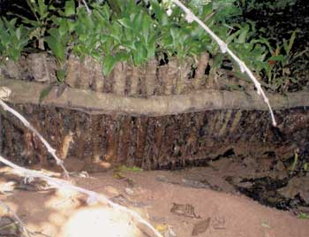 Funcionamiento de una presa filtrante vegetativa elaborada con gigante (Cordyline terminalis), Microcuenca Mejapa, Chiapas / Foto: José Luis Arellano M.