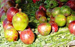 El colorido fruto de la pitaya / Foto: Autores