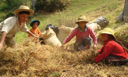 Recolectando material de rastrojo para preparar abono orgánico / Foto: Archivos Caja Nuestra Gente