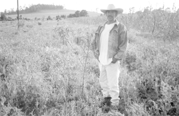 Sistema agroforestal (Vicia sativa, pastos perennes y durazno) en la parcela de Andrés Rancel de la Cruz (Comunidad de Santa Isabel de Ajuno, Michoacán, México) / Foto: Florentino Mota