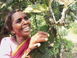 Aprender a cultivar y cosechar laca le ha dado a esta agricultora tribal una nueva oportunidad de ingresos, así como un sistema agrícola más diversificado / Foto: Abhay Gandhe