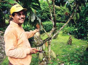 Agricultor mostrando un árbol de cacao / Foto: Autora