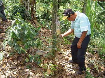 El grano de café que obtienen los productores de APROCASI tiene un valor añadido por el carácter orgánico de su producción / Foto: Autor