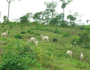 Avance de la ganadería en la Amazonía: una de las principales fuentes de gases invernadero y una de las mayores presiones sobre la biodiversidad. Ganadería extensiva en el estado de Acre, Brasil / Foto: CLAES