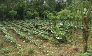Cacaotal, donde también se producen granos y hortalizas / Foto: autores