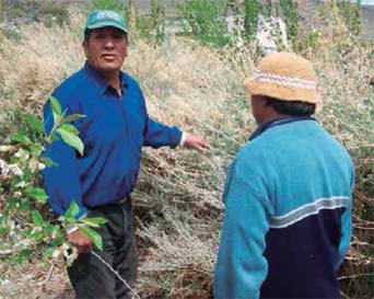 Dos integrantes de comunidades rurales de la Patagonia intercambian saberes sobre las plantas de Atriplex halimus Daniel Otal