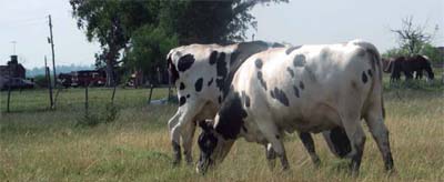 Vacas holandesas-argentinas de una productora familiar del Partido de San Vicente, Provincia de Buenos Aires Teófilo Islas