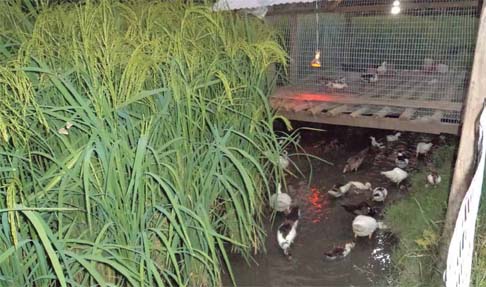 Los patos saliendo de su casa en el borde del arrozal Red Guardianes de Semillas