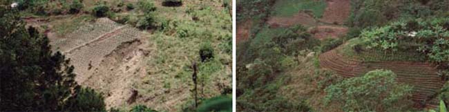Después del huracán Mitch en Honduras: derrumbes en campos con monocultivos (izquierda) y resiliencia de los sistemas diversificados bajo agroforestería y cultivos de cobertura (derecha) M. Altieri