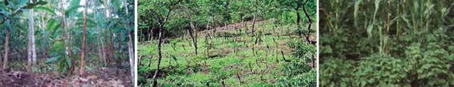 Izquierda: sistema agroforestal de cacao; centro: sistema quesungual en Honduras; derecha: policultivo maíz y frijol como ejemplo de diversificación específica fuentes diversas en internet; M. Altieri