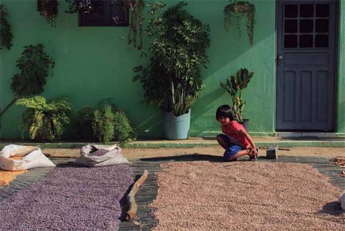 Semillas locales: base para una agricultura autónoma y productiva Adriana Galvão Freire