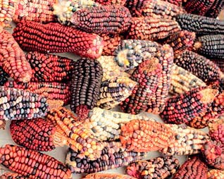 Diversidad de maíz del oeste de Tlaxcala, México. Feria del Maíz y de las Semillas Nativas, Grupo Vicente Guerrero. Juliana Merçon