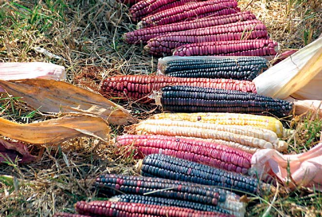 Nuestros maíces, nuestras semillas, nuestro futuro. Patricia Kerenina