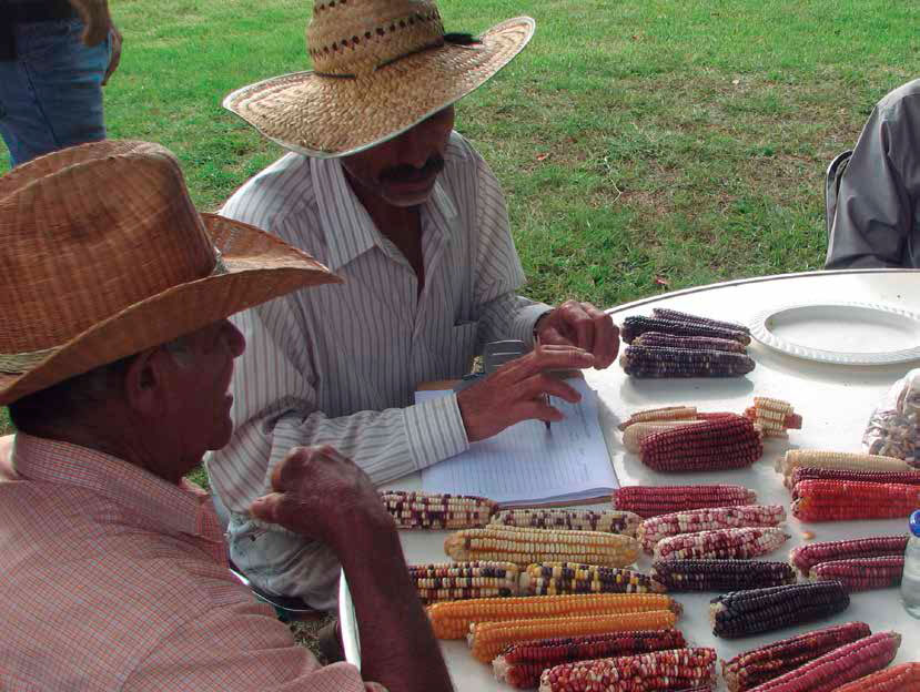 Agricultores familiares del Área Metropolitana de Guadalajara intercambiando semillas y conocimientos tradicionales en torno al maíz nativo. Julián Oceguera Avelar