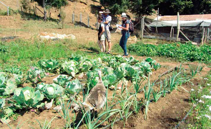 Visita a parcela con diversidad de hortalizas agroecológicas. Autores